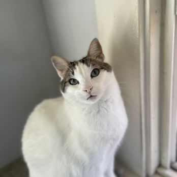 OakVet Animal Specialty Hospital