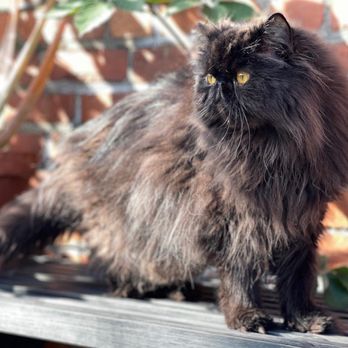 OakVet Animal Specialty Hospital