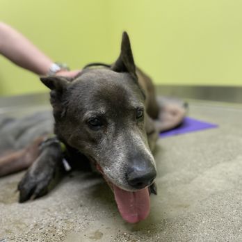 OakVet Animal Specialty Hospital