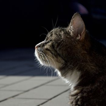 The Grand Lake Veterinary Hospital