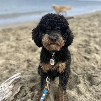 Who Let the Dogs Out!