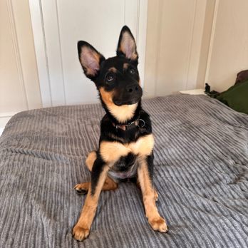 Copper's Dream Rescue