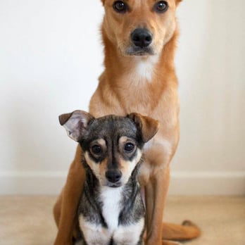 Copper's Dream Rescue