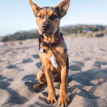 Copper's Dream Rescue