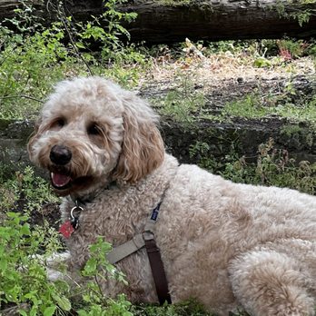 Pacifica Pet Hospital