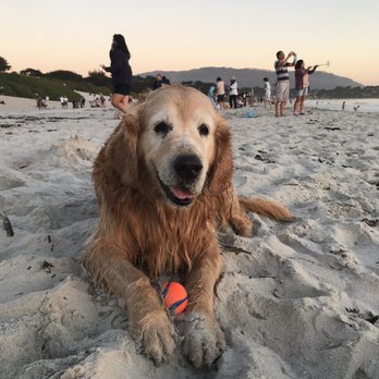 Pacifica Pet Hospital