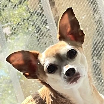 Alto Tiburon Veterinary Hospital