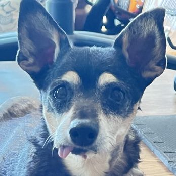 Alto Tiburon Veterinary Hospital