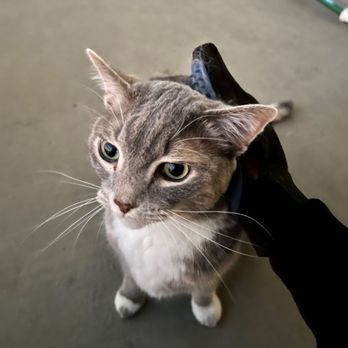 Mission Cats In-Home Care