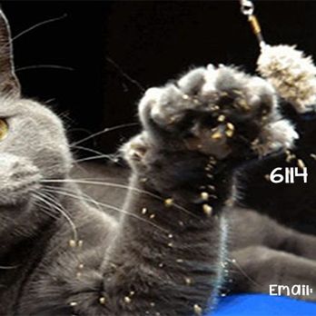 Mission Cats In-Home Care