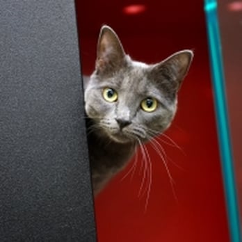 Mission Cats In-Home Care