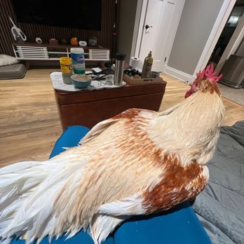 Winged Wellness Vet Clinic