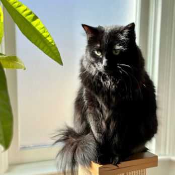 Kittington’s Mobile Cat Grooming