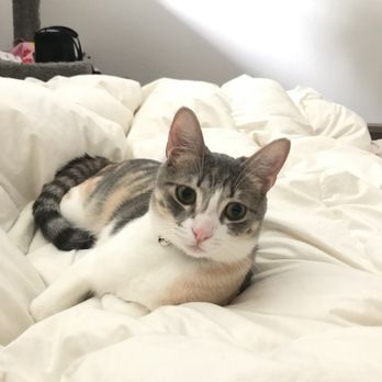 Kittington’s Mobile Cat Grooming