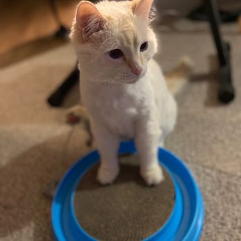 Kittington’s Mobile Cat Grooming