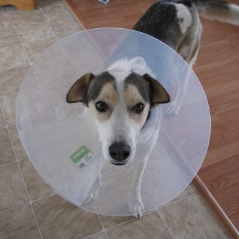 Barney And Russum Animal Clinic