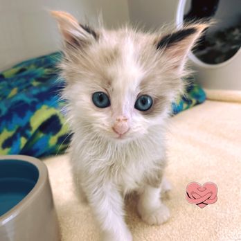 Nine Lives Foundation Cat Clinic