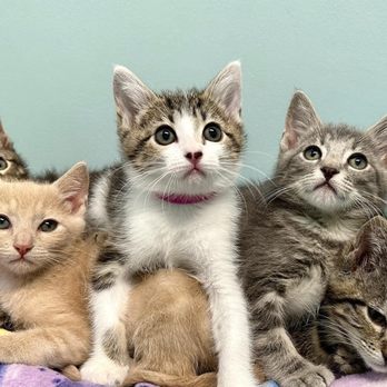 Nine Lives Foundation Cat Clinic