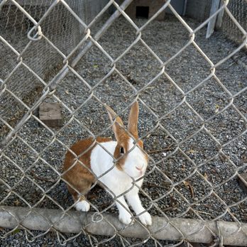 Oakland Animal Services