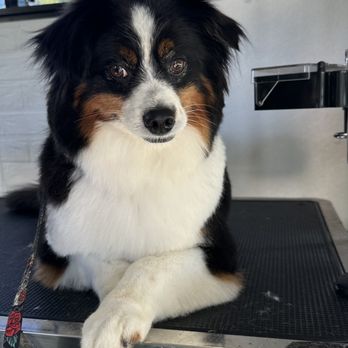 Pacific Pet Grooming