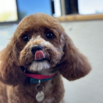 Pacific Pet Grooming