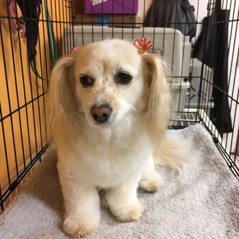 Green Pawz Pet Boutique & Grooming