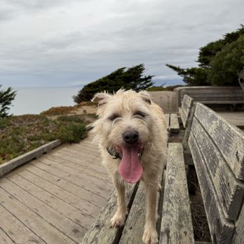 Mutt and Tumble Dog Training