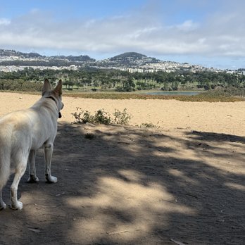 Mutt and Tumble Dog Training