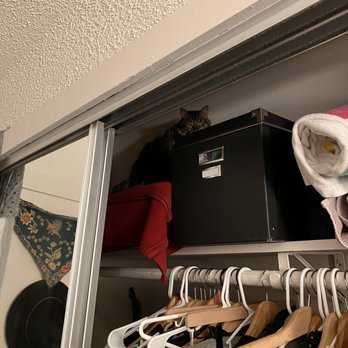 Go, Cat, Go! Cat Behavior Consulting