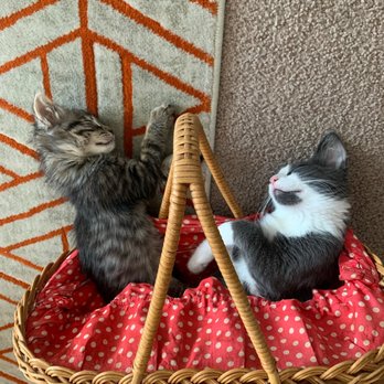 Go, Cat, Go! Cat Behavior Consulting