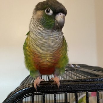 San Francisco Bird Hotel