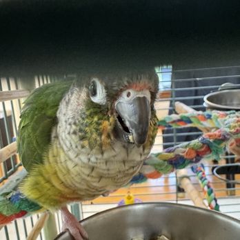 San Francisco Bird Hotel