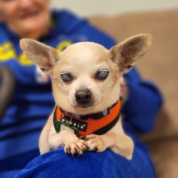 Muttville Senior Dog Rescue