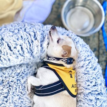 Muttville Senior Dog Rescue