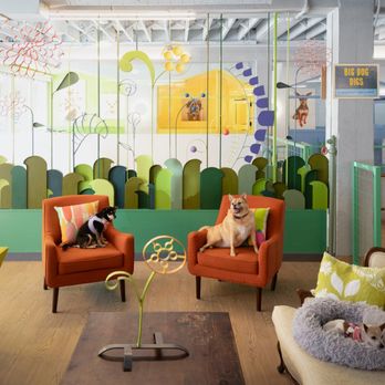 Muttville Senior Dog Rescue