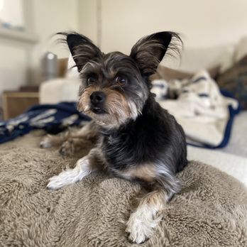 Alameda See Spot Run