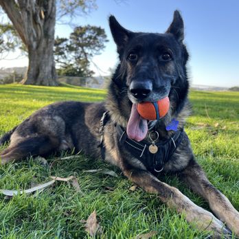 The AdvoCat/ The Nature of the Beast