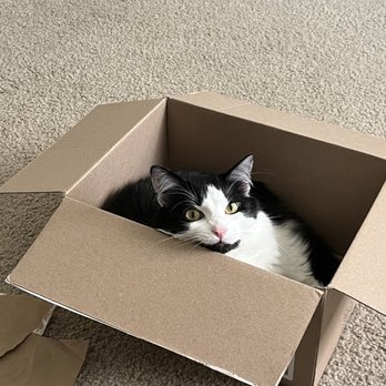 The AdvoCat/ The Nature of the Beast