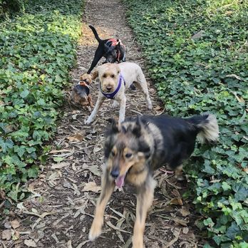 Yippee Skippee Dog Walks