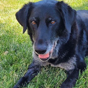 Allied Pet Crematory