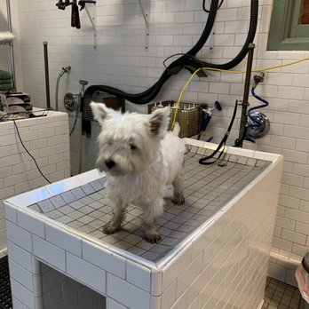 Black Nose Trading Company