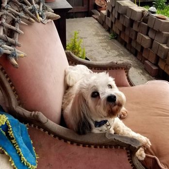 Marcella & Pups By the Beach!