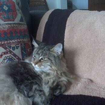 All Creatures Healing Network