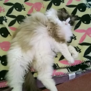 All Creatures Healing Network