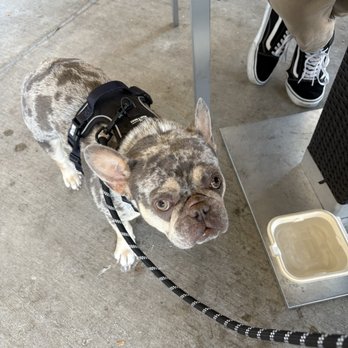 Hopalong Animal Rescue