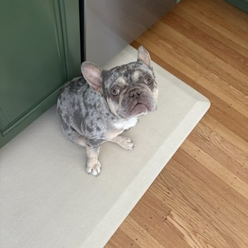 Hopalong Animal Rescue