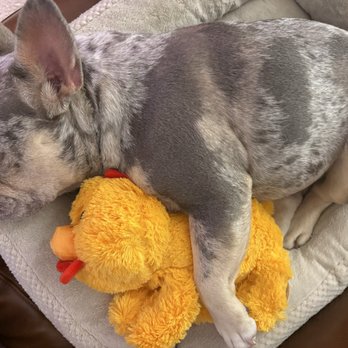 Hopalong Animal Rescue