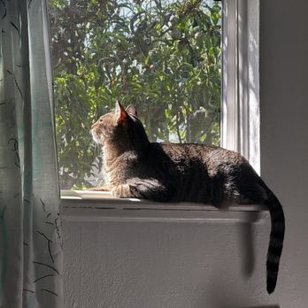 Arroyo Veterinary Clinic