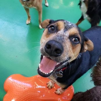 Wag Hotels - Oakland