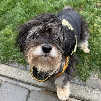 Dog Tales Walking & Sitting Service